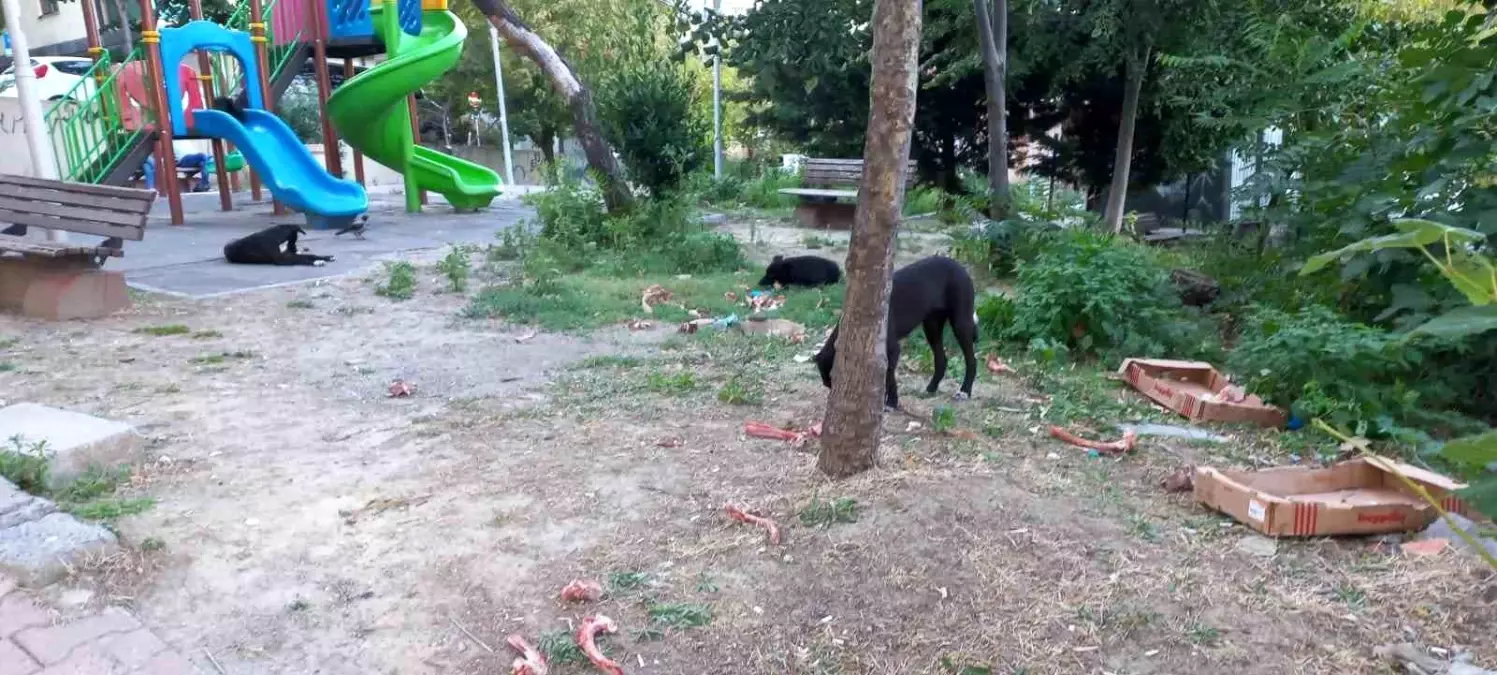 Beylikdüzü\'nde Kadına Köpek Saldırısı