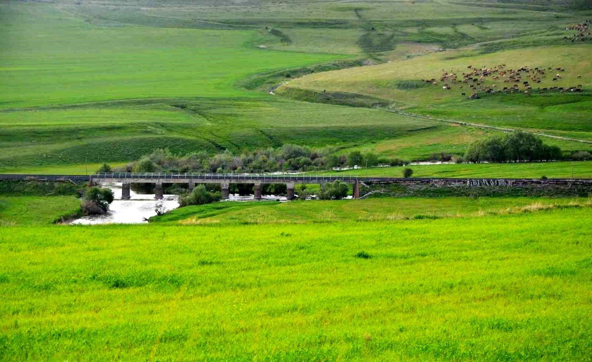 Erzurum, Türkiye\'nin En Büyük Çayır-Mera Alanlarına Ev Sahipliği Yapıyor