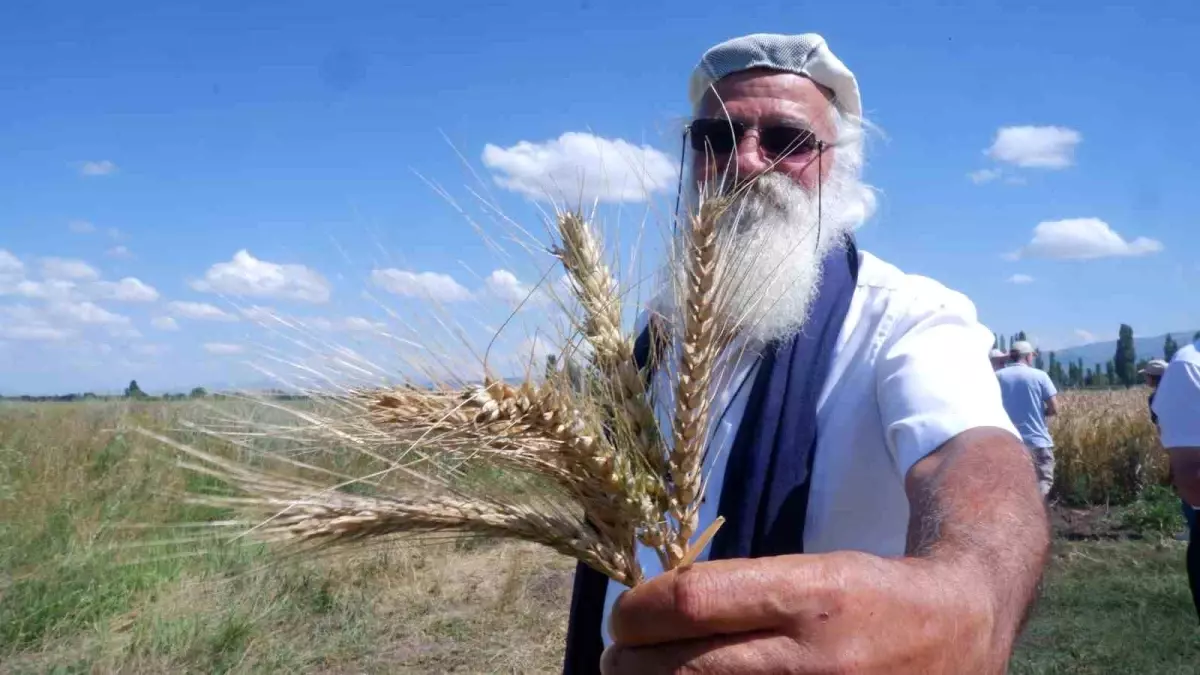 Erzurum\'da Yeni Bir Ekmeklik Buğday Çeşidi Geliştirildi