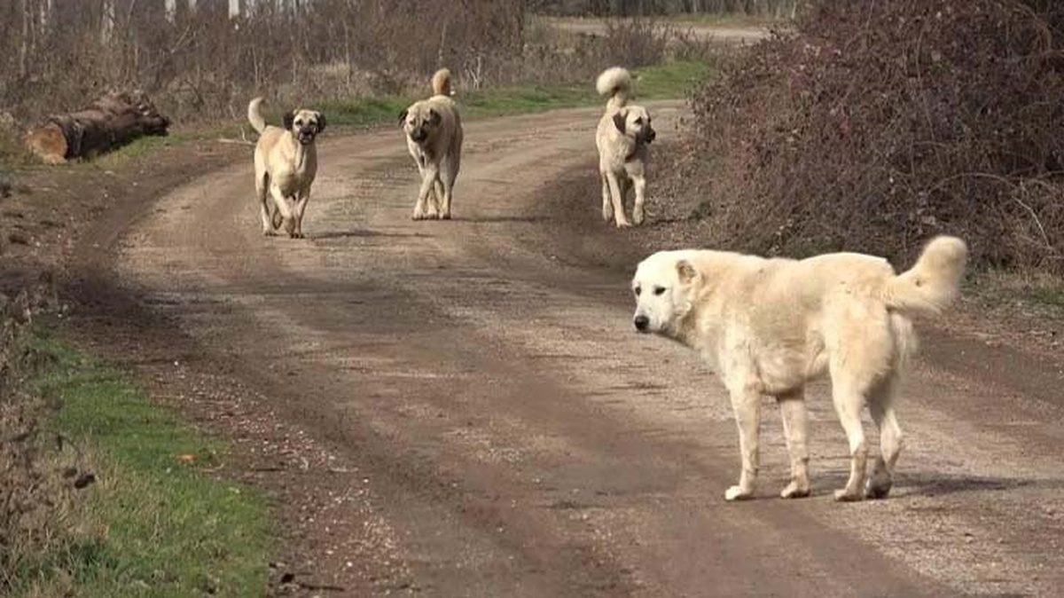 Başıboş köpek düzenlemesinde 14 saatlik mesai! İşte Meclis\'ten geçen ilk 5 madde