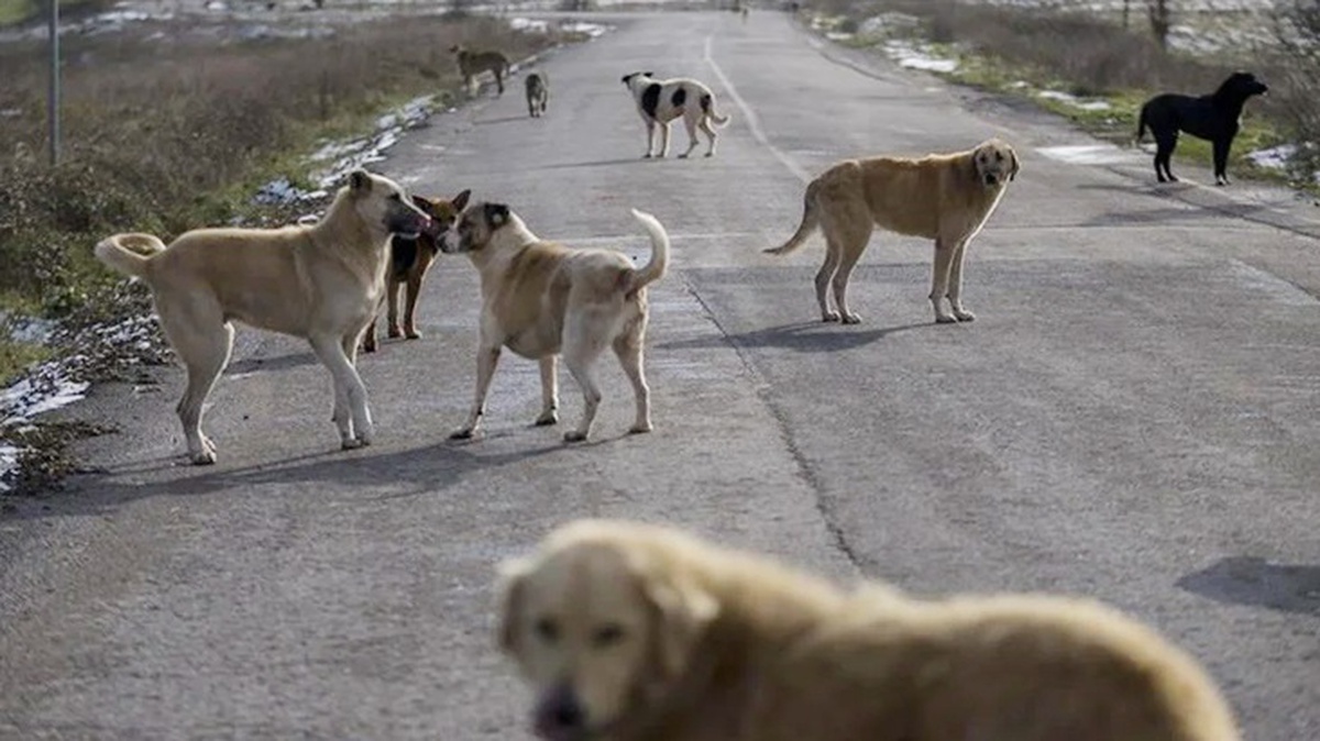 Başıboş sokak köpekleri düzenlemesi Meclis\'ten geçerek yasalaştı