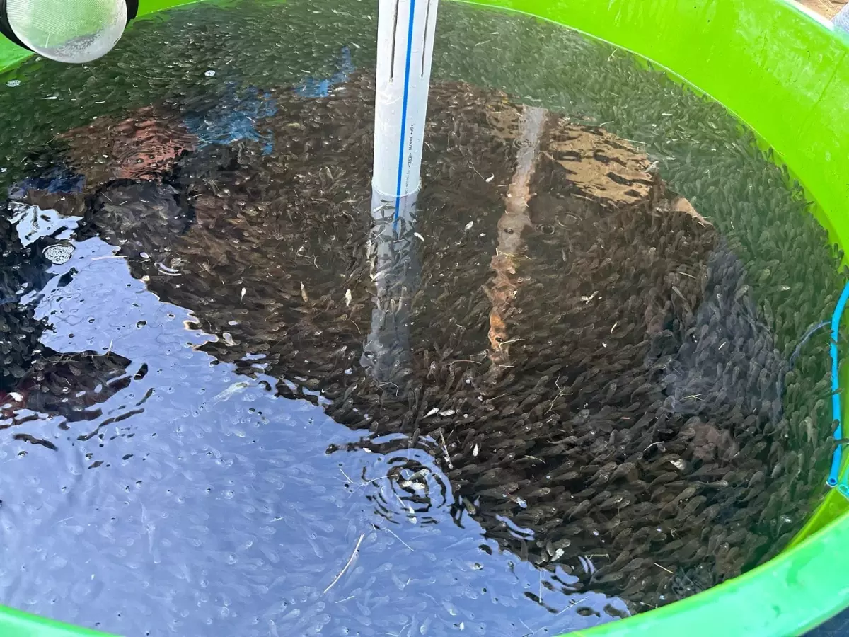 Bolu\'da Üretilen 1 Milyon Pullu Sazan Balığı Yavrusu İç Sulara Bırakıldı