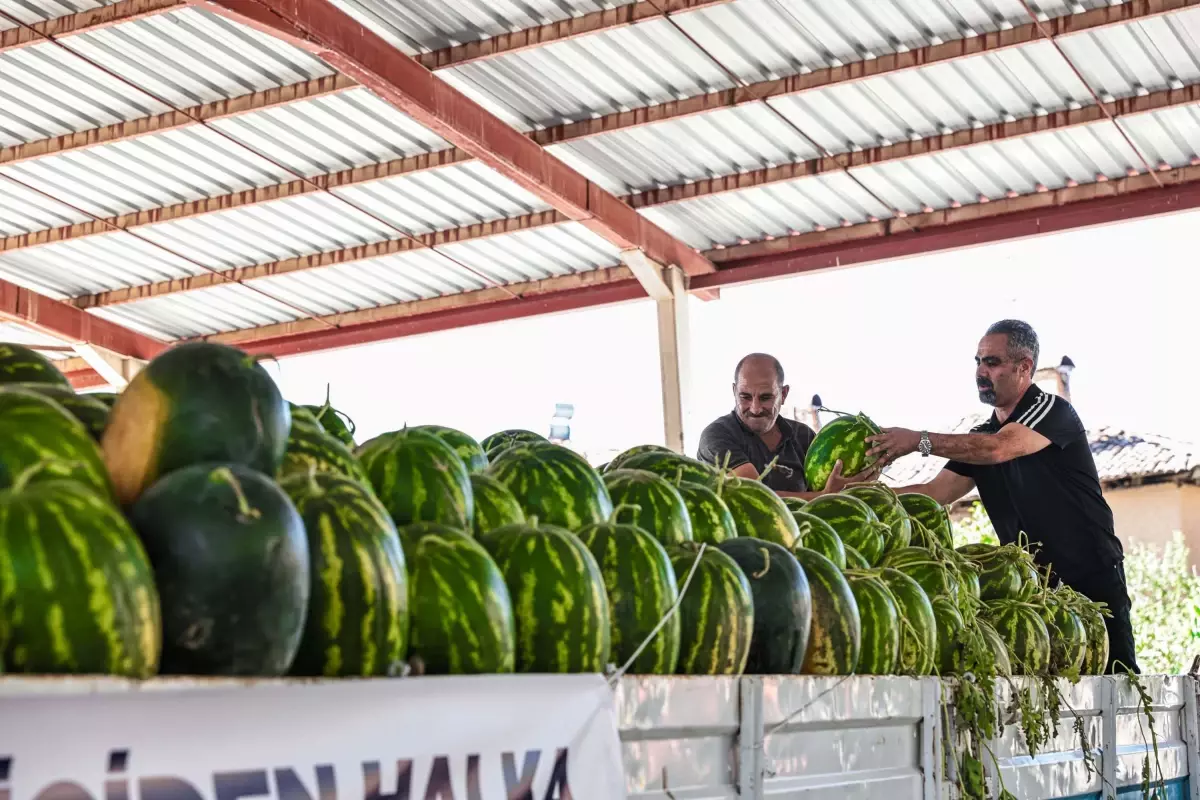 Denizli Büyükşehir Belediyesi, üreticilerin elinde kalan karpuzları ihtiyaç sahiplerine dağıtacak