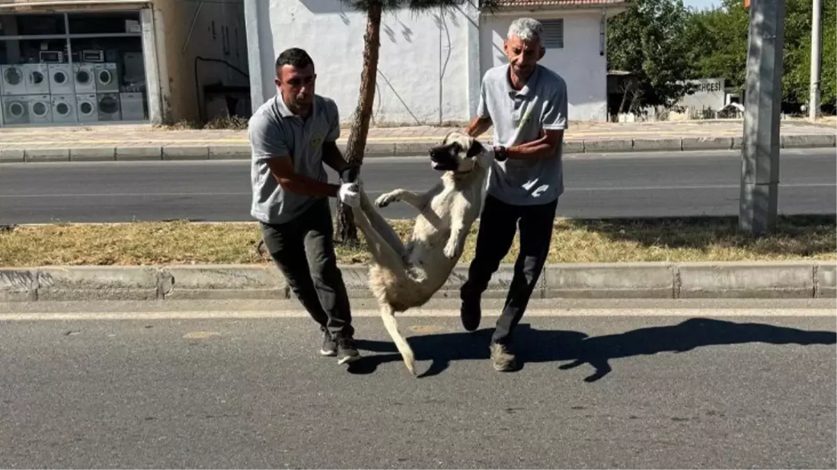 Düzenleme TBMM\'den geçti, başıboş köpekleri ilk toplayan DEM Partili Silvan belediyesi oldu