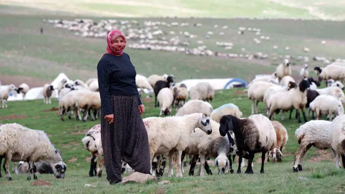 Erzurum\'daki Göçerler Dumlu Baba Yaylası\'ndan Bereketini Alıyor