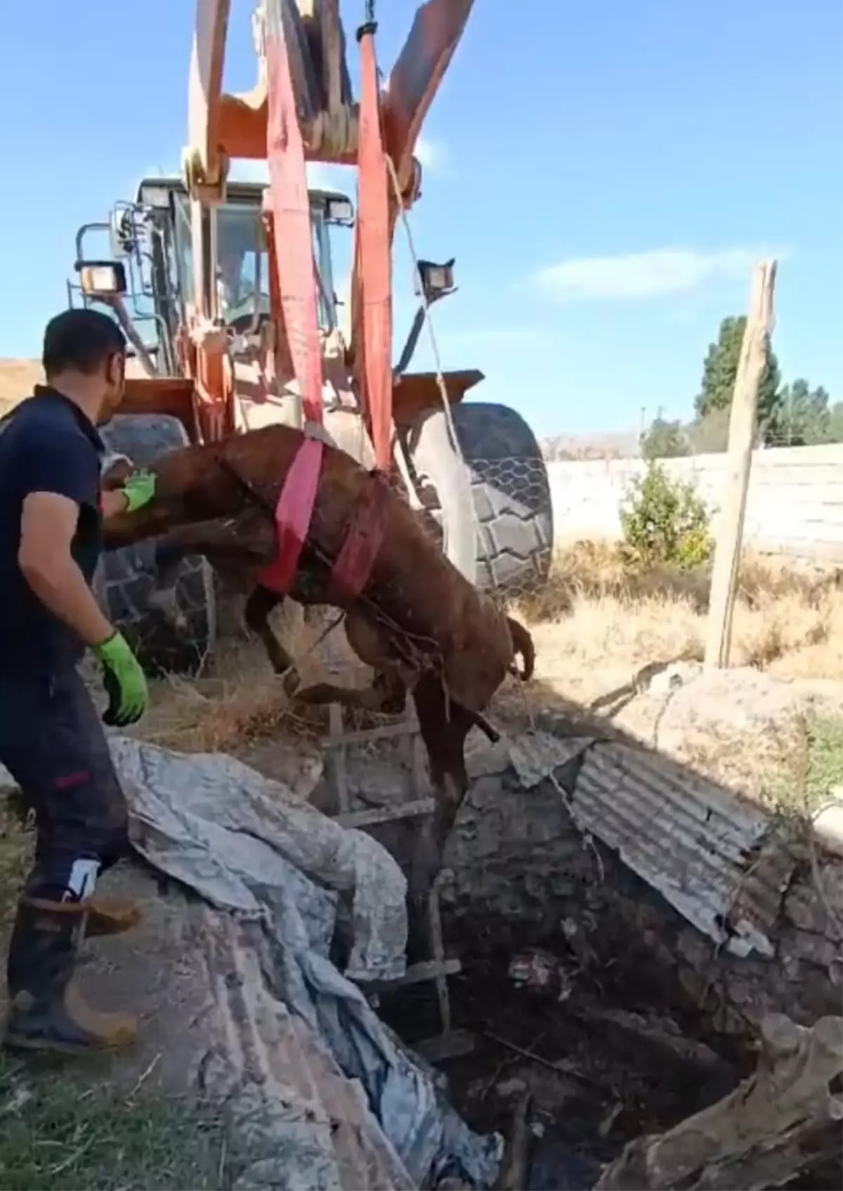 Van\'da Foseptik Çukuruna Düşen Tosun Kurtarıldı