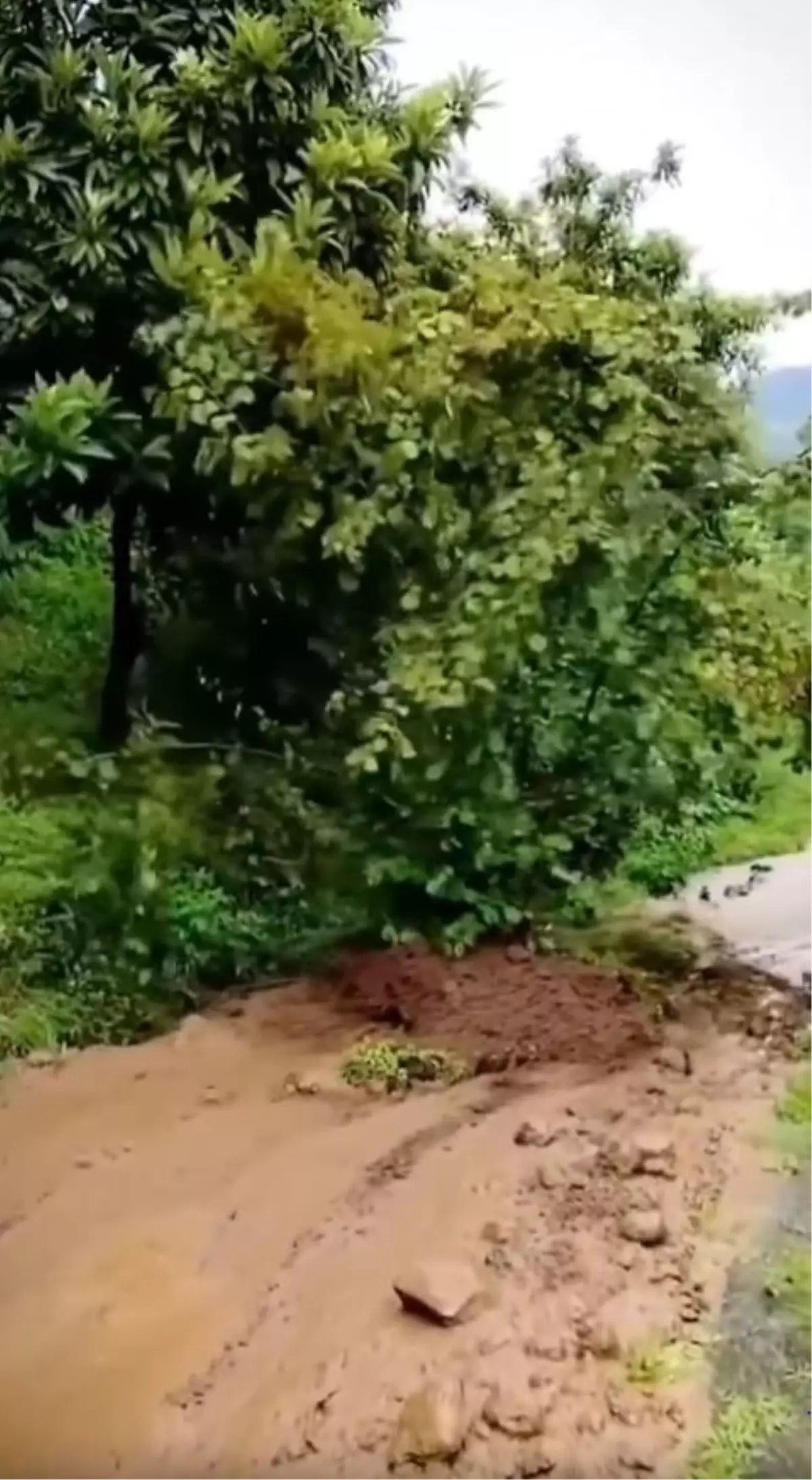 Trabzon\'da sağanak sonrası heyelanda fındık ağacı sürüklendi