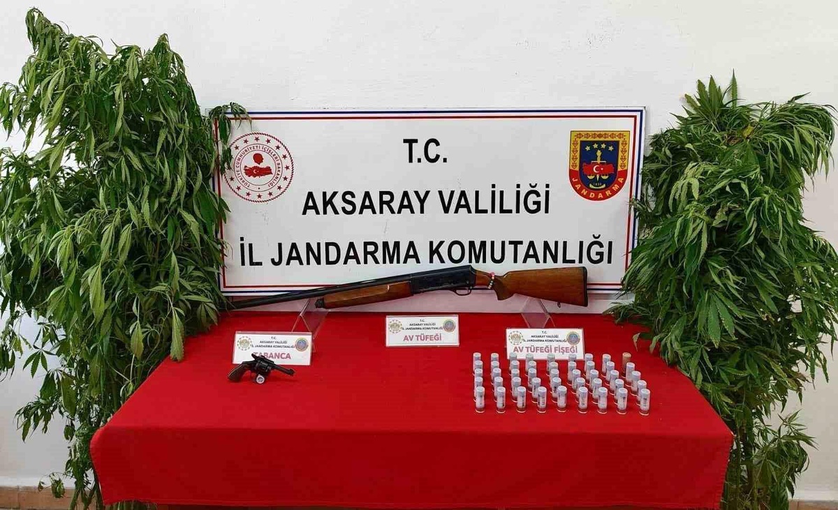 Aksaray\'da Kenevir Yetiştirip Uyuşturucu Ticareti Yapan 3 Şahıs Yakalandı