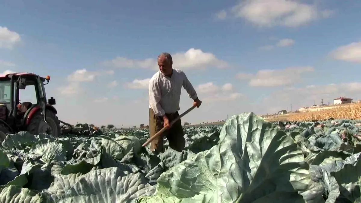 Niğde\'de turfanda lahana hasadı başladı