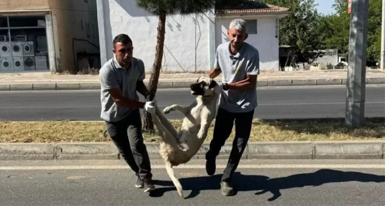 Silvan Belediyesi Sokak Köpeklerini Toplamaya Başladı