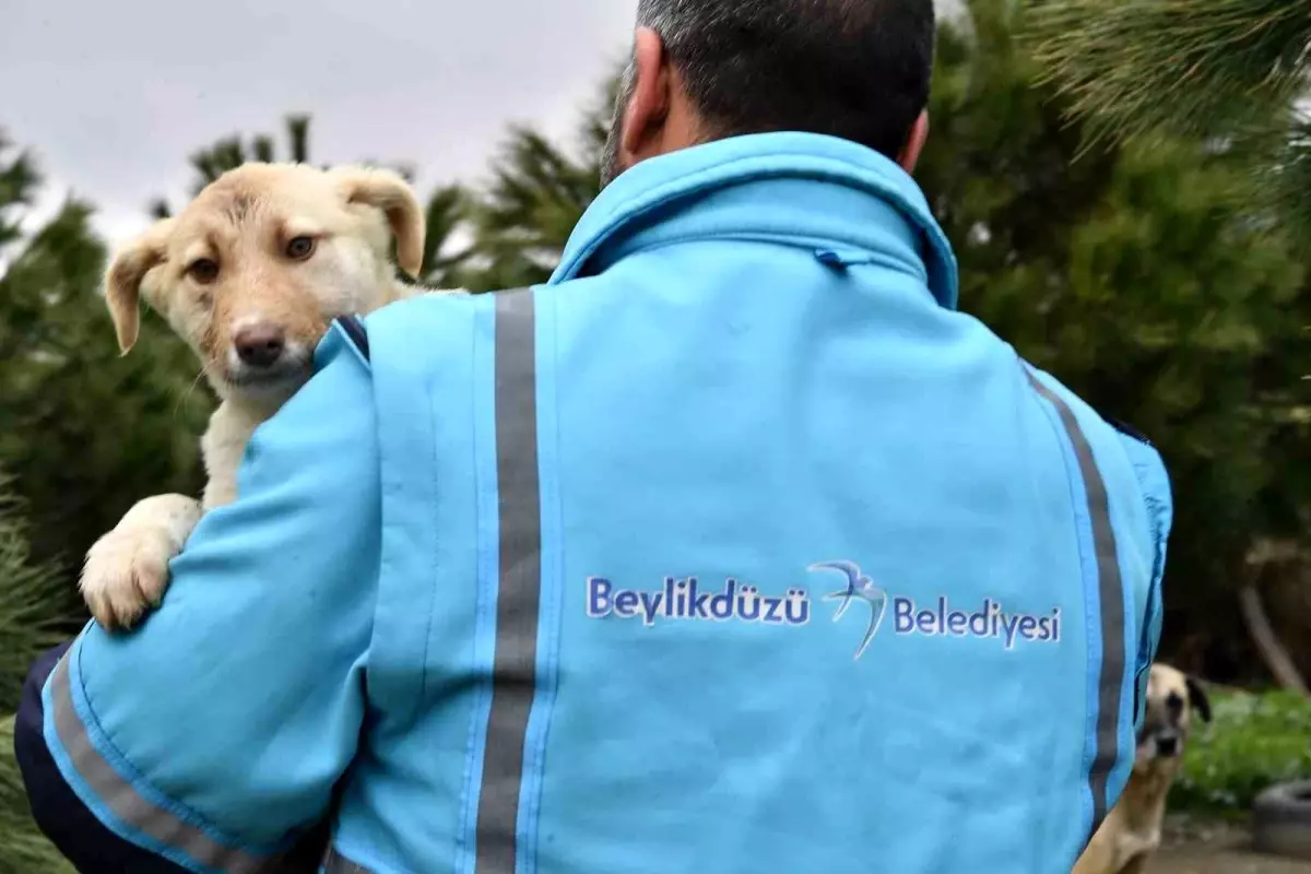 Beylikdüzü Belediye Başkanı Hayvanları Koruma Kanunu\'na İlişkin Açıklama Yaptı