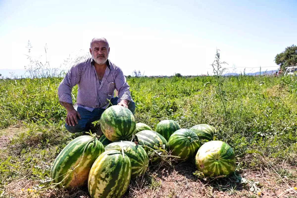 Denizli Büyükşehir Belediyesi Karpuzları İhtiyaç Sahiplerine Dağıtacak