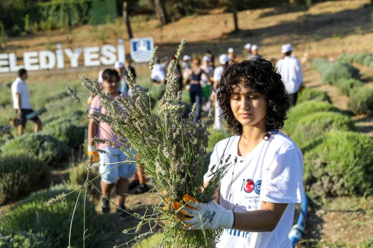 Bodrum Belediyesi Garaova Tarım Park\'ta Lavanta Hasadı Yapıyor