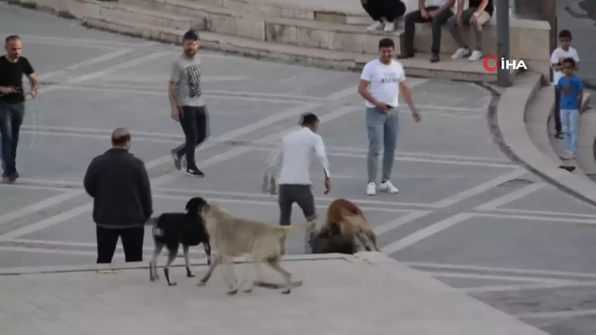 AK Partili Cıngı: \'Yasanın hiçbir maddesinde köpeklerin uyutulacağı diye bir gerçeklik yok\'