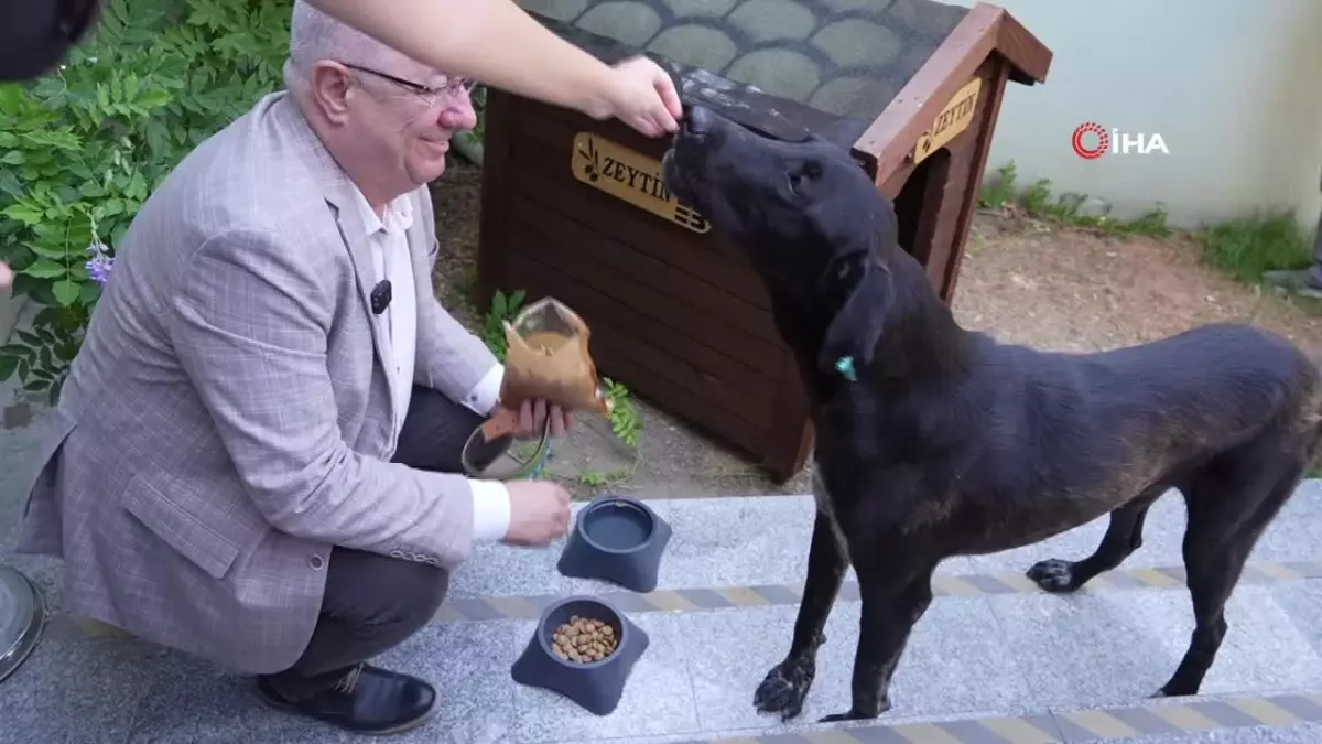 Belediye Başkanı Sokak Köpeğini Sahiplendi