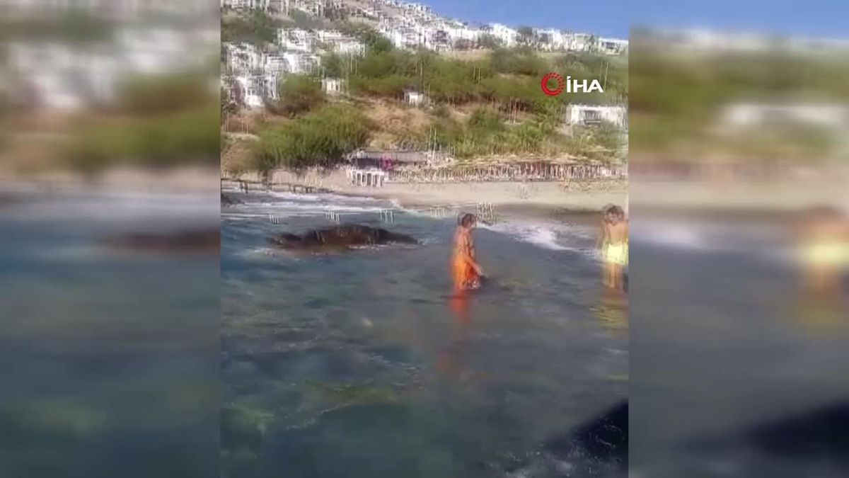 Bodrum\'da üzücü anlar: Akdeniz foku sahile vurdu