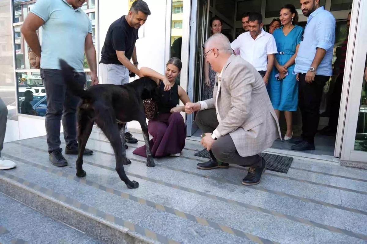 Edremit Belediye Başkanı Mehmet Ertaş, sahipsiz köpeği sahiplendi