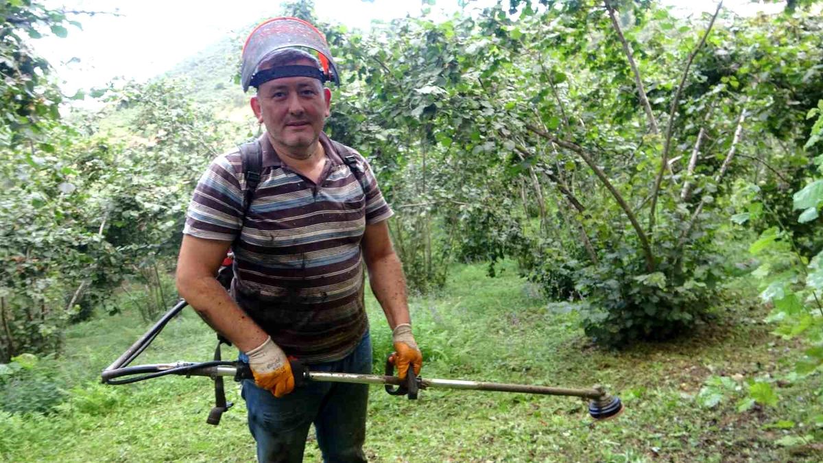 Giresun\'da Fındık Üreticileri Hasat Öncesi Bahçe Temizliği İle Uğraşıyor