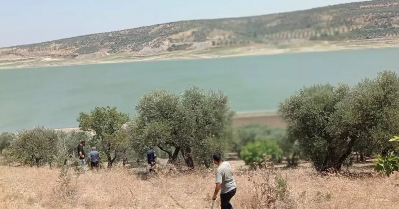 Altınözü ilçesinde zeytin bahçesinde yangın çıktı