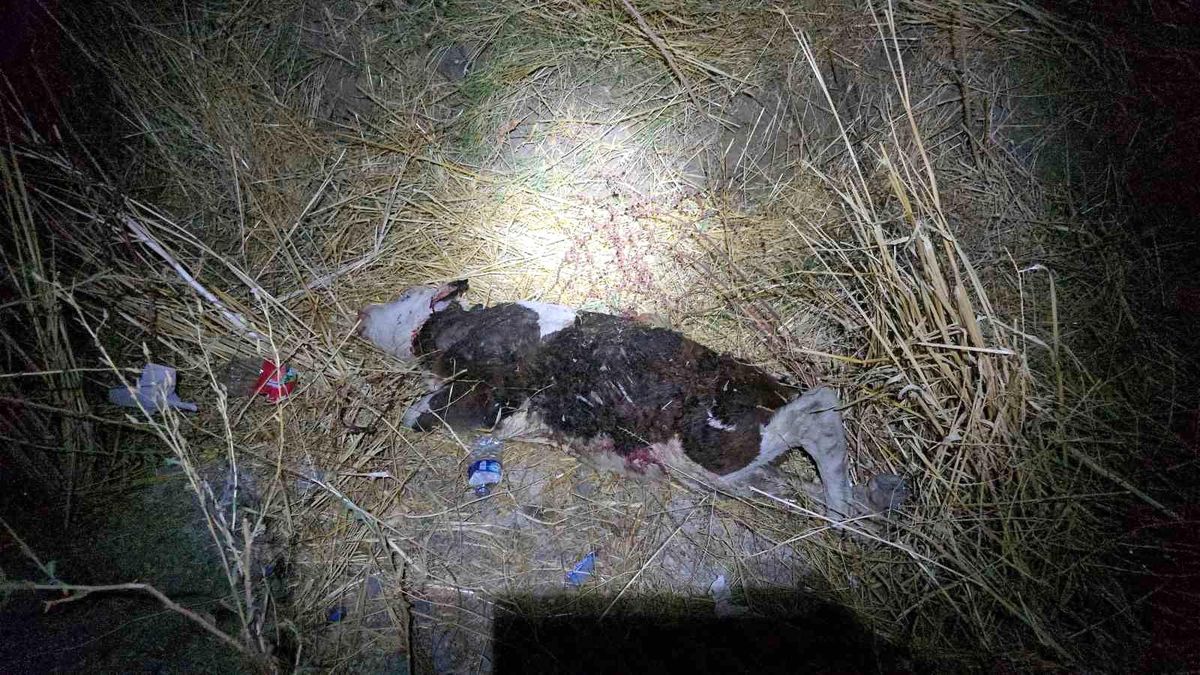 Gaziantep\'te İnek Kazası: 3 Kişi Yaralandı, İnek Telef Oldu