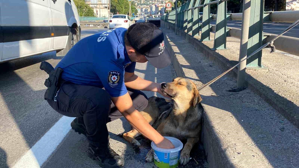 Yaralı Köpeğe Polis Ekipleri Sahip Çıktı