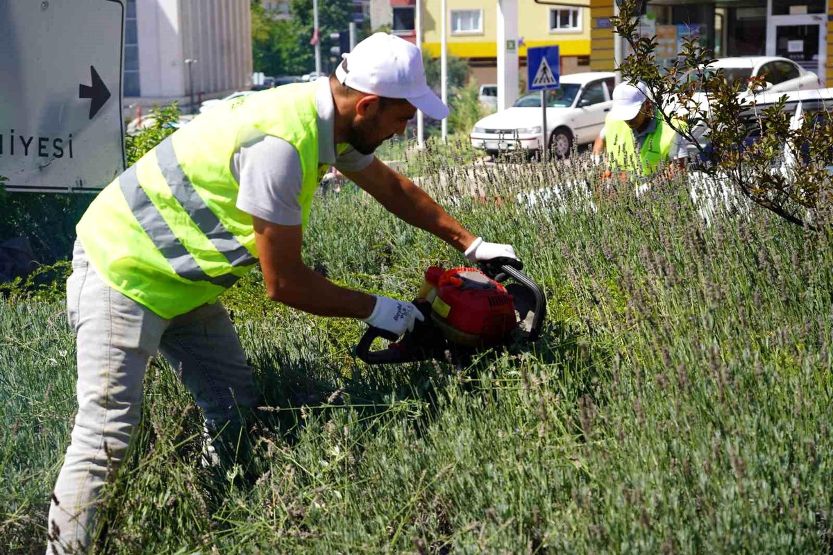 Bilecik Belediyesi Lavanta Hasadı Yaptı