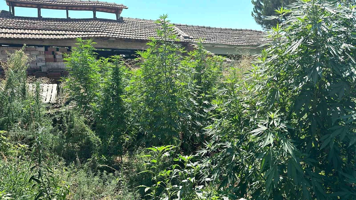 Manisa\'da Uyuşturucu Operasyonu: 637 Gram Esrar ve 23 Kök Kenevir Ele Geçirildi