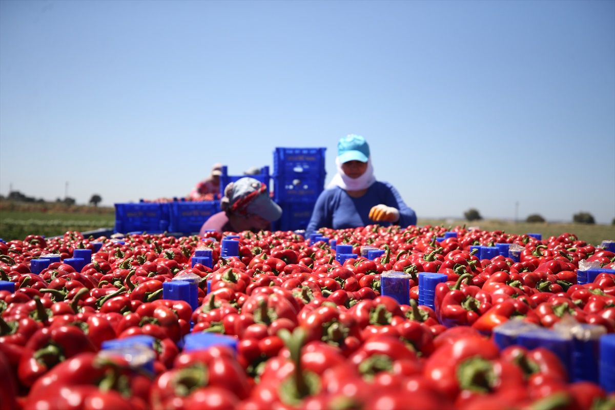 Çanakkale\'de Kapya Biber Tarla Günü Etkinliği