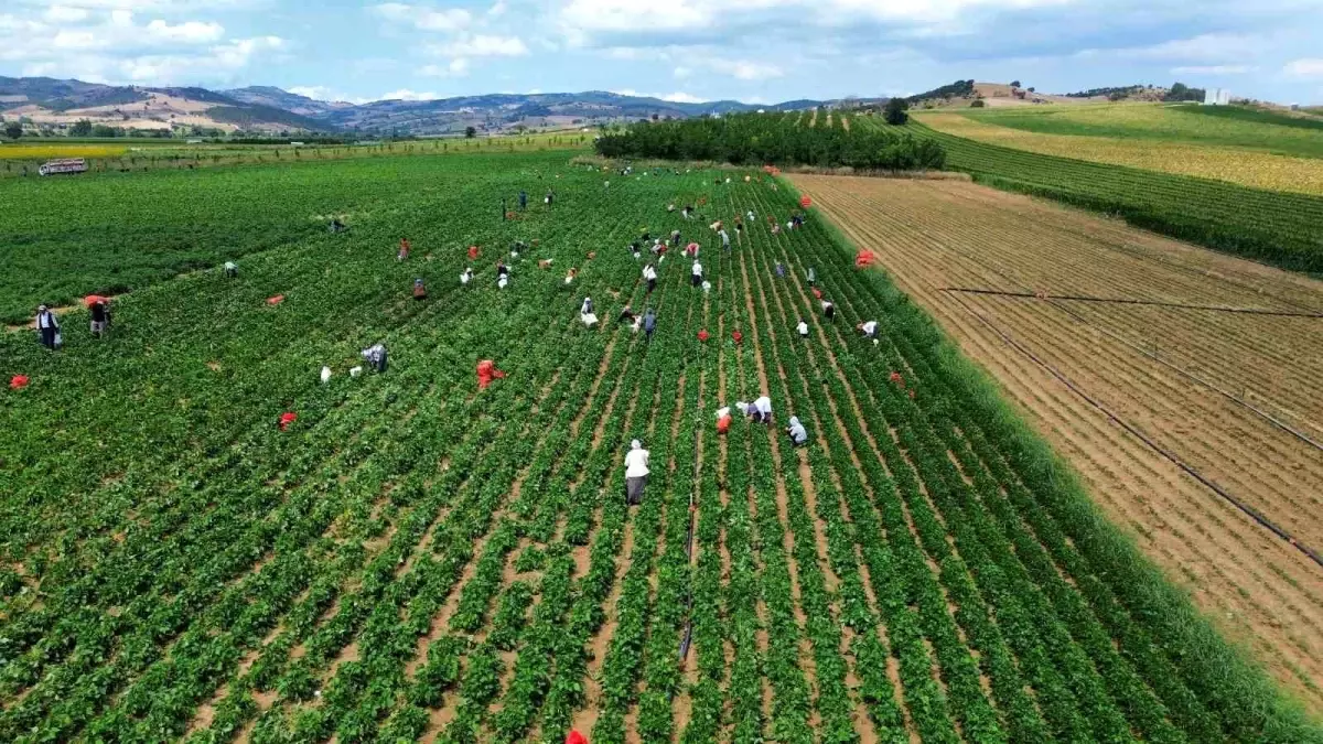 Bursa\'da Fasulye Üreticileri Fiyatlardan Dertli