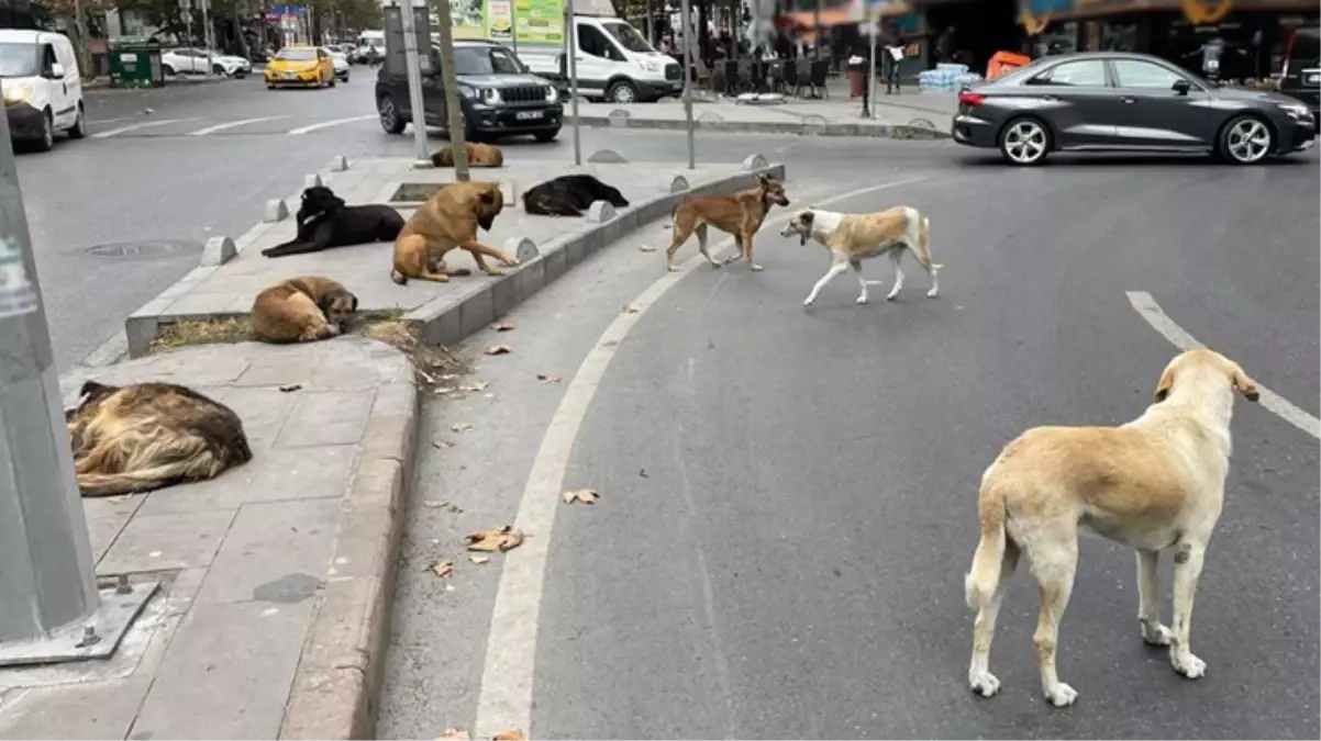 Sahipsiz köpeklere yönelik düzenlemeleri de içeren kanun yürürlüğe girdi