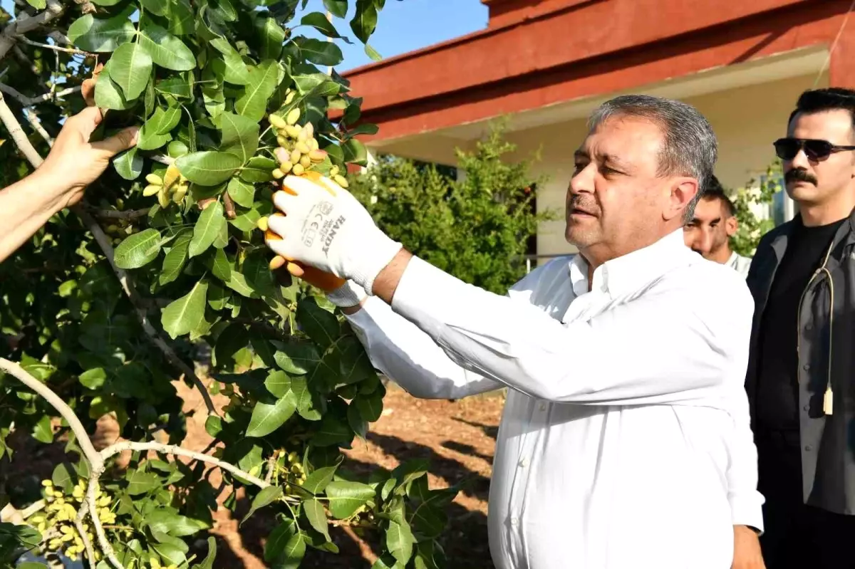 Şanlıurfa\'da Erken Fıstık Hasadı Başladı