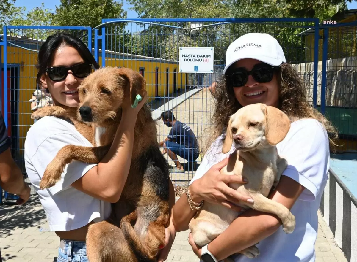 Kuşadası Belediyesi, 18 köpeği sahiplendirdi