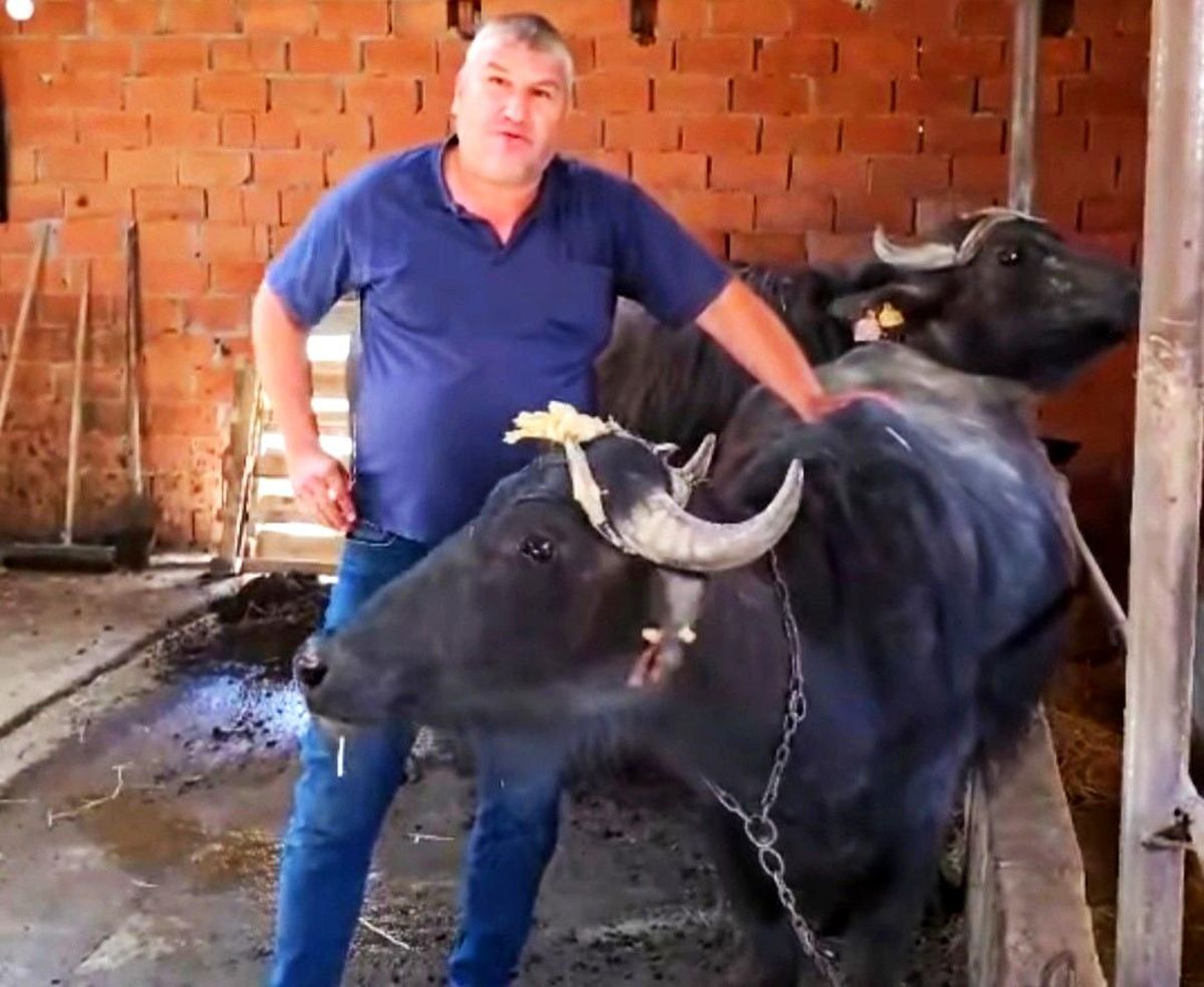 Kütahya Orman Bölge Müdürlüğü Manda Yetiştiriciliği Desteklerine Devam Ediyor