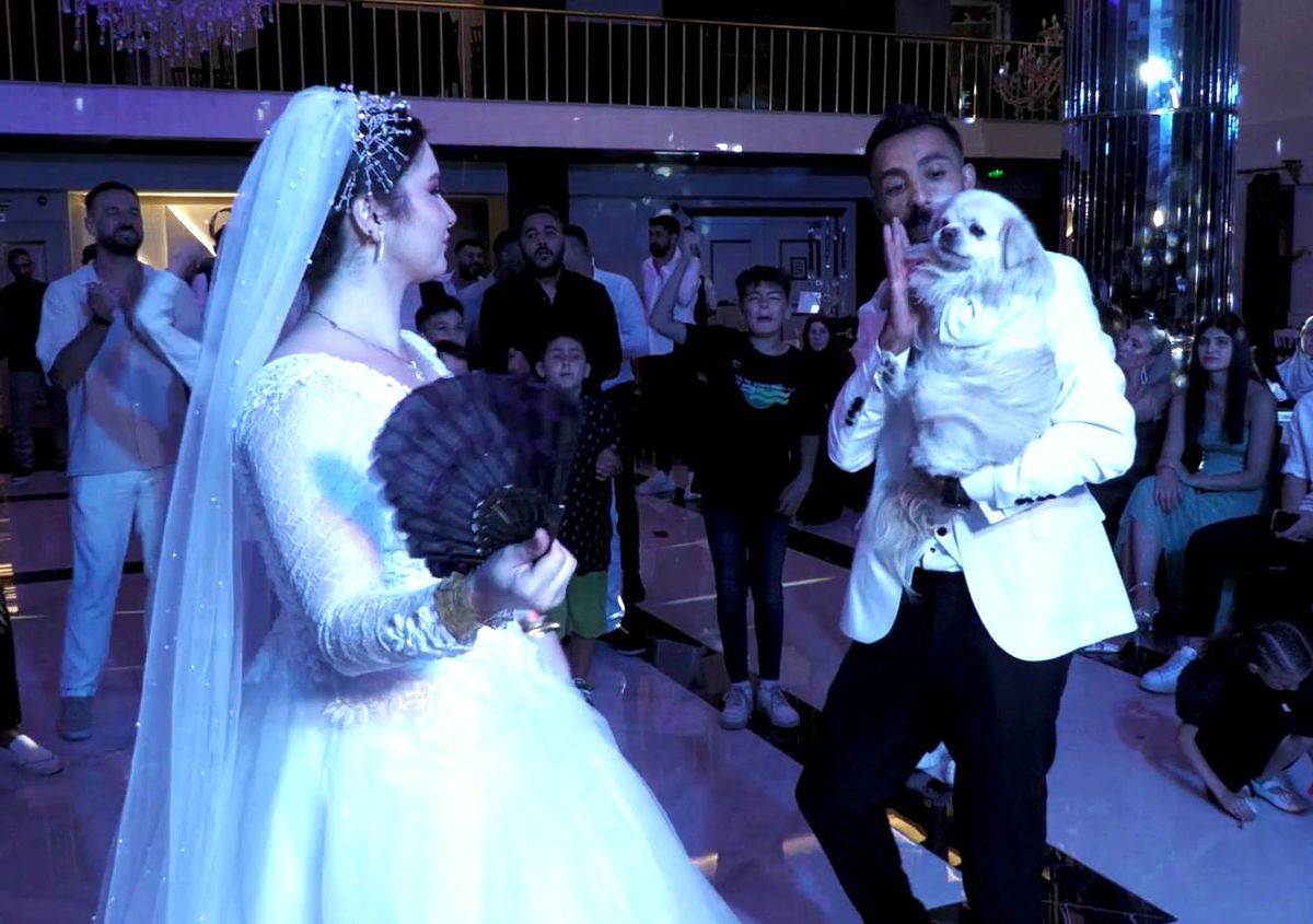 Kayseri\'de düğünde köpek ilgi odağı oldu
