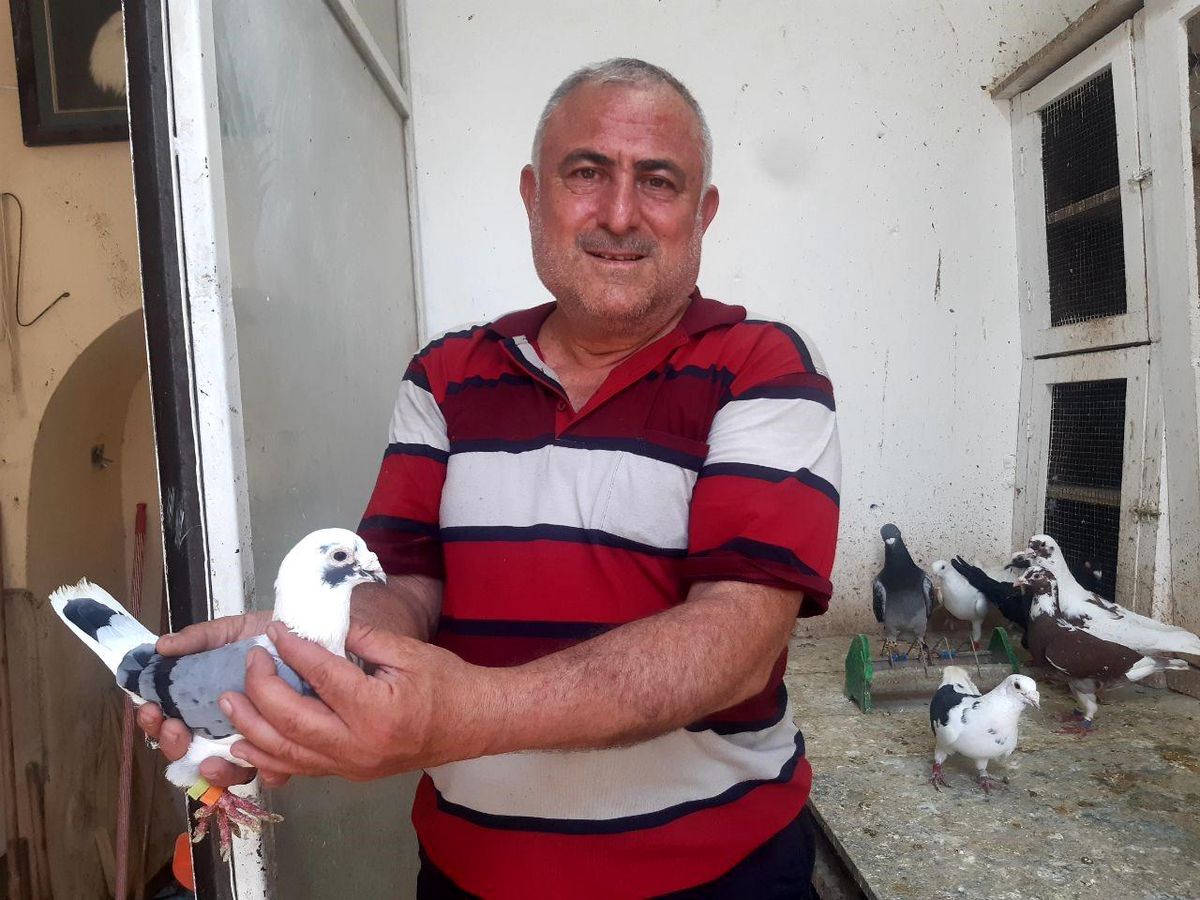 Kahramanmaraşlı Güvercin Yetiştiricisi Vatandaşın Sevgi Dolu Mesleği