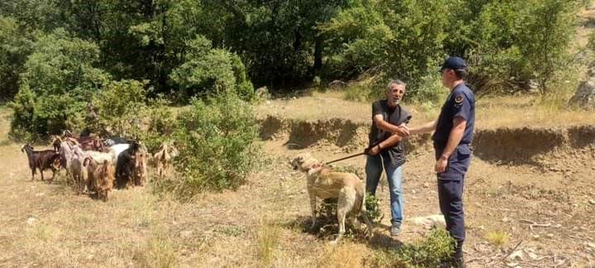 Bilecik\'te Kaybolan Küçükbaş Hayvanlar Bulundu