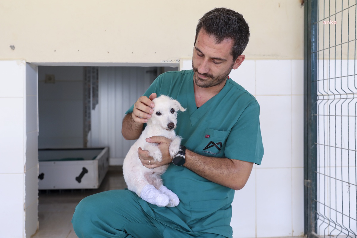 Mersin\'de aç ve susuz kalan köpek kurtarıldı