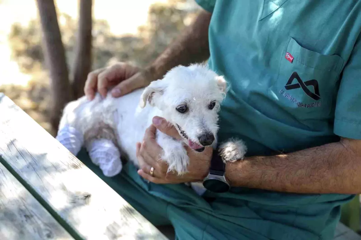 Mersin\'de Aç ve Susuz Köpek Kurtarıldı