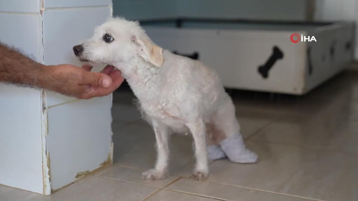 Polis ve itfaiye kurtarmıştı: Ayakları kesilen köpek sağlığına kavuştu