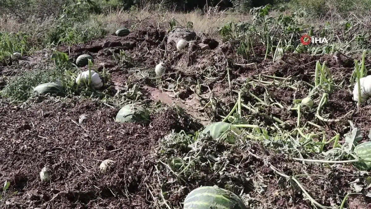 Erzurum\'da sel ve dolu tarım alanlarına zarar verdi