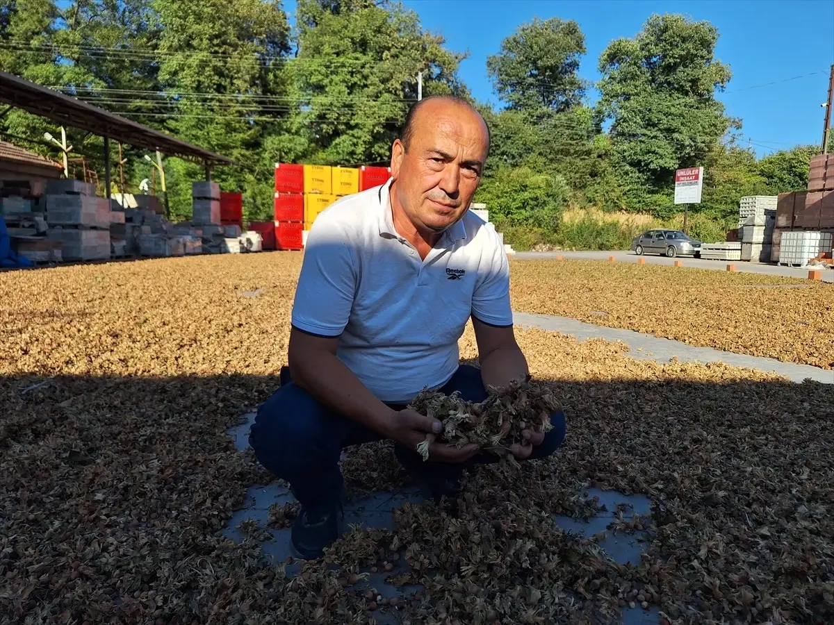 Zonguldak Alaplı\'da Fındık Hasadı Başladı