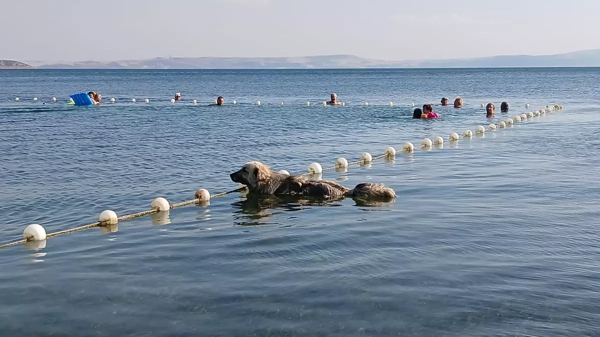 Sokakta terk edilen köpek mahallenin maskotu oldu