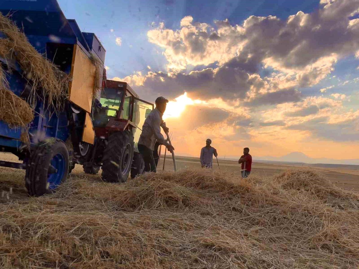 Ağrı\'da Çiftçiler Kavurucu Sıcaklarda Ekmek Mücadelesi Veriyor