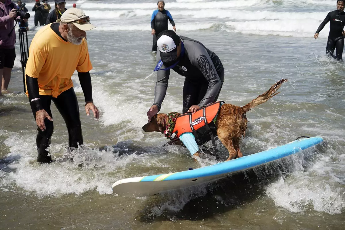 ABD\'de Köpek Sörfü Şampiyonası Düzenlendi