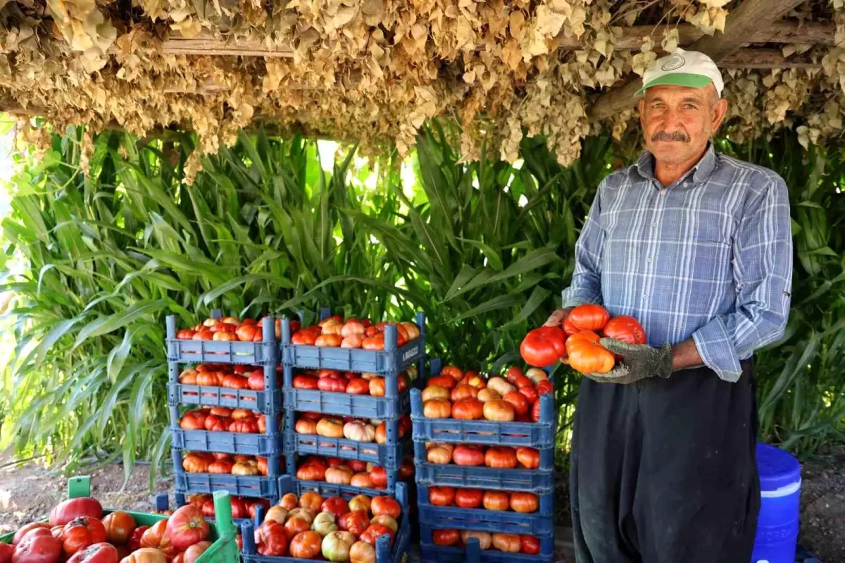 Kahramanmaraş\'ta Bulanık domatesi at ve katırlarla taşınıyor