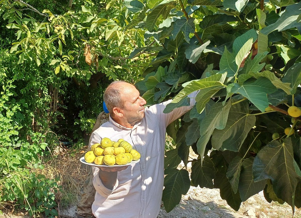 Hasankeyf\'te Benati inciri hasadı başladı