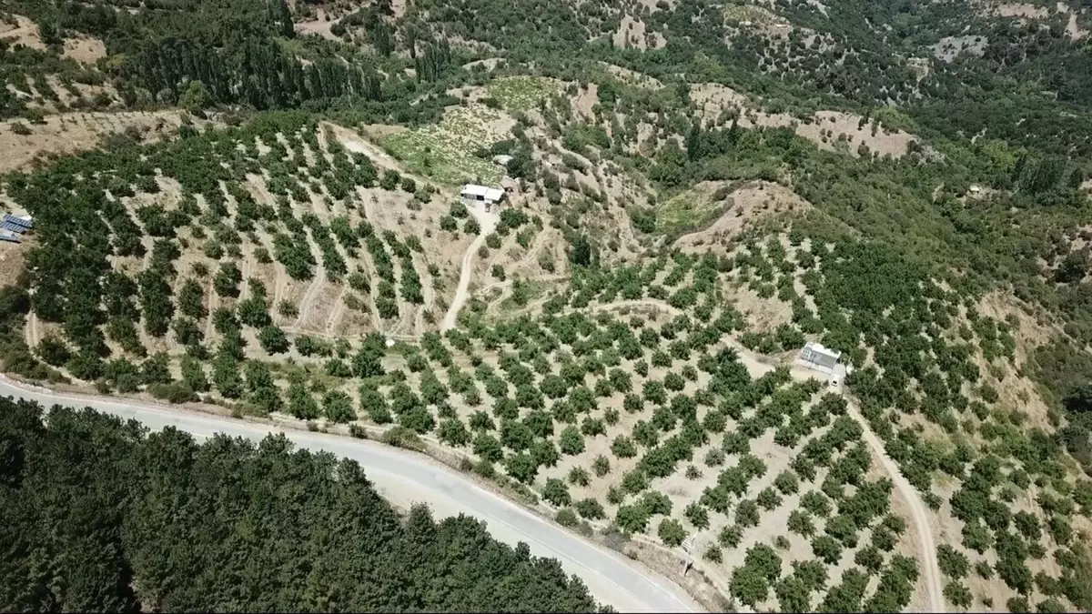 Emekli Albay, 100 Dönümlük Ormanı Ceviz Ormanına Dönüştürdü