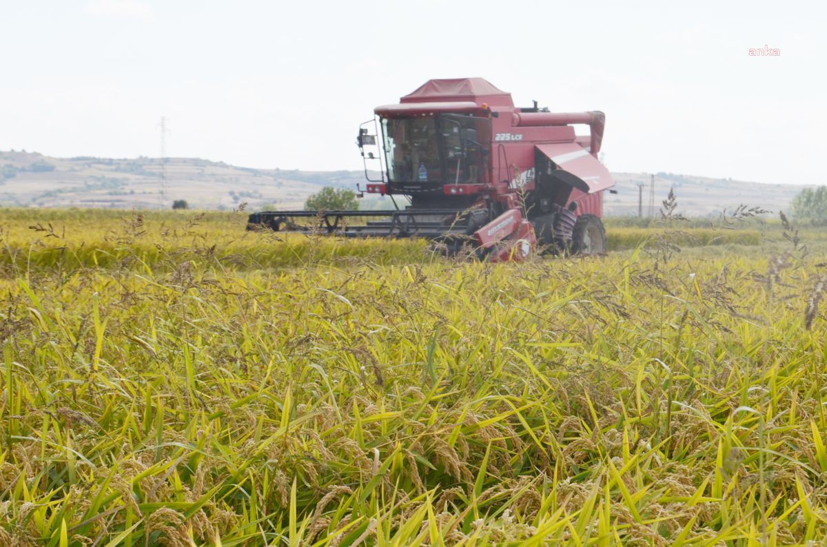 Edirne\'de 1 kilo çeltiğin maliyeti açıklandı