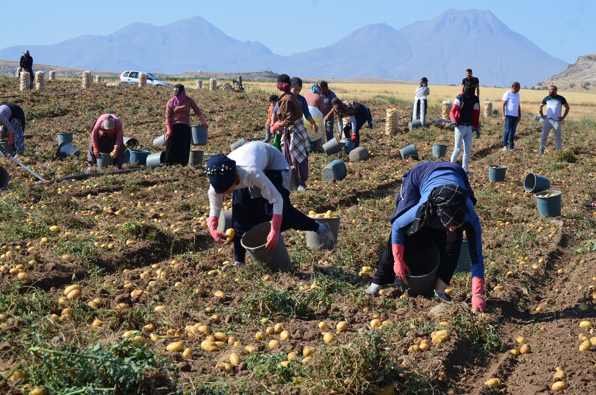 Aksaray\'da Patates Üretimi Arttı, Fiyatlar Düştü