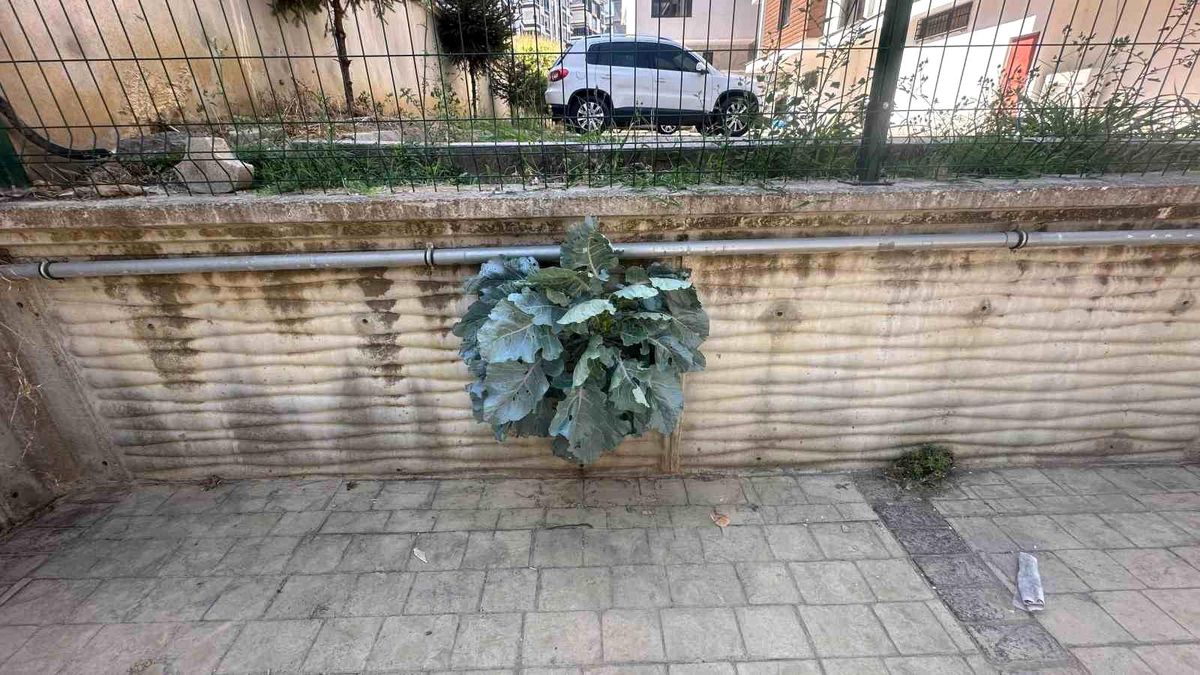 Samsun\'da İstinat Duvarında Büyüyen Karalahana Şaşkınlık Yarattı